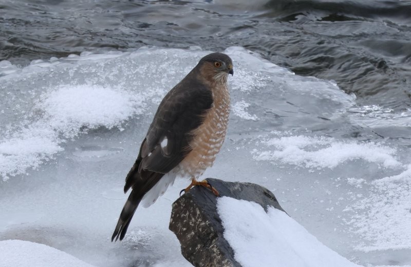 アシボソハイタカ - ML647006124