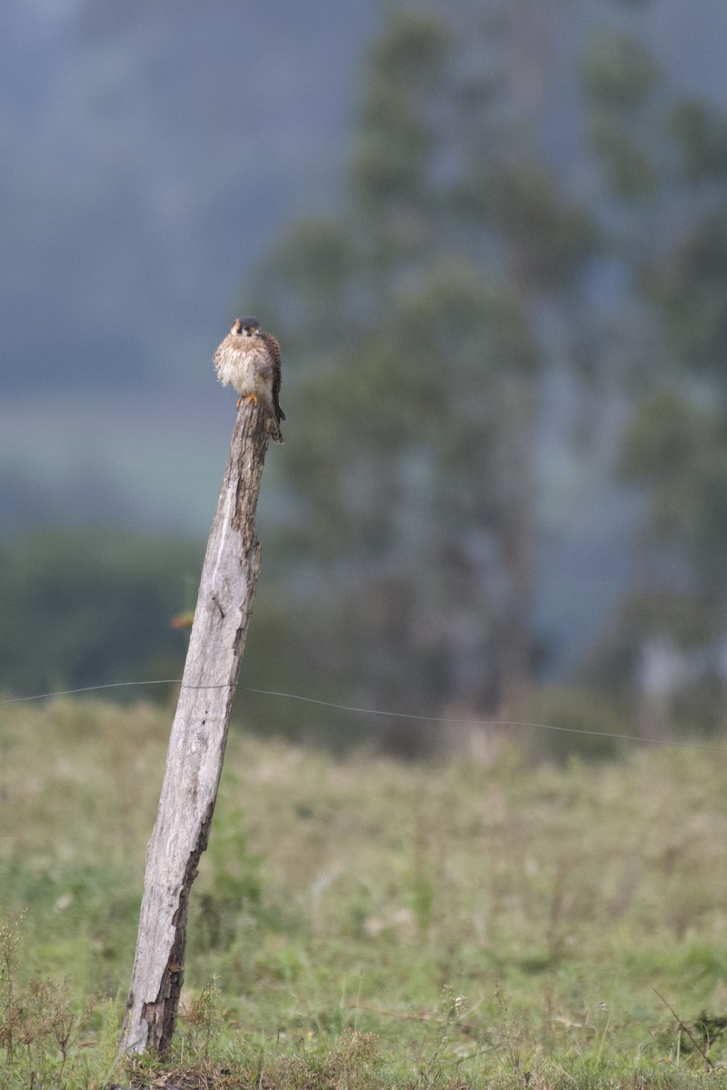 アメリカチョウゲンボウ（cinnamominus グループ） - ML647006125