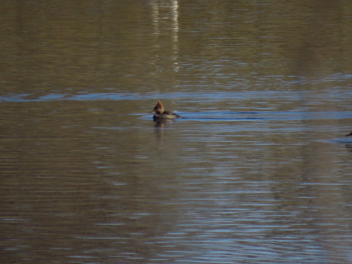 Крех жовтоокий - ML647006126