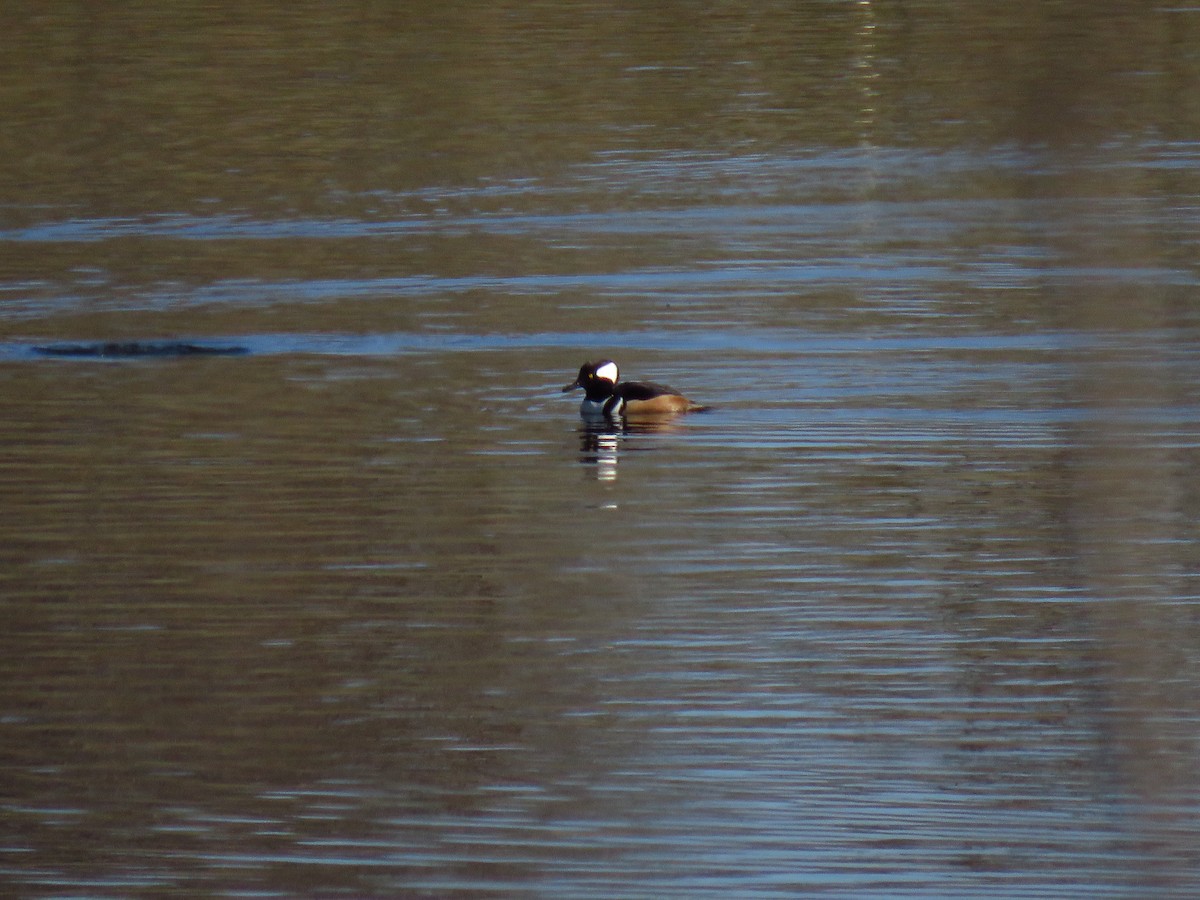 Крех жовтоокий - ML647006127
