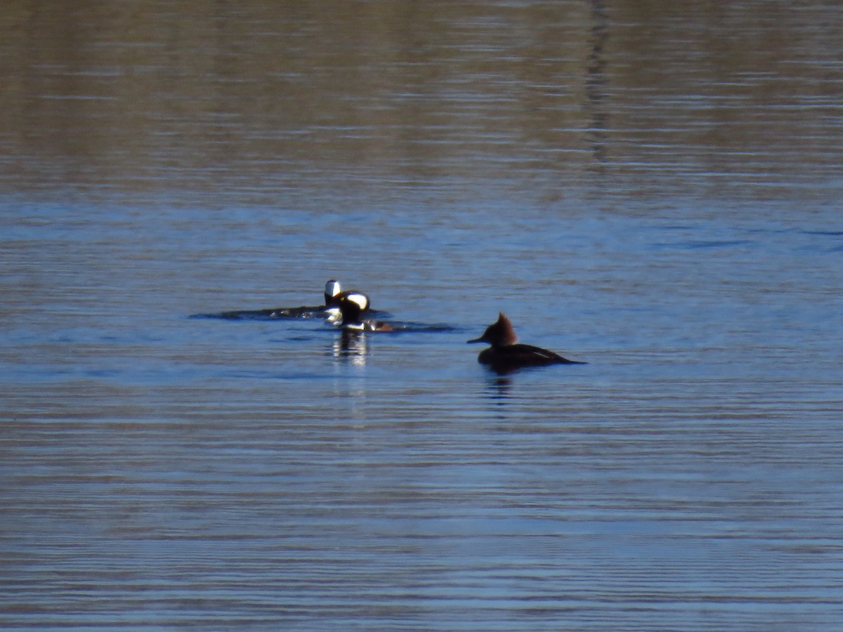 Крех жовтоокий - ML647006128