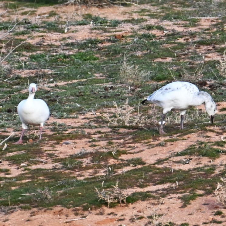 ハクガン - ML647006129