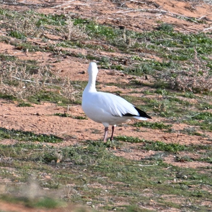 ハクガン - ML647006130