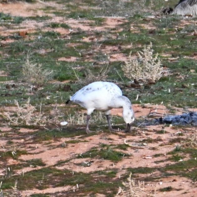 ハクガン - ML647006131