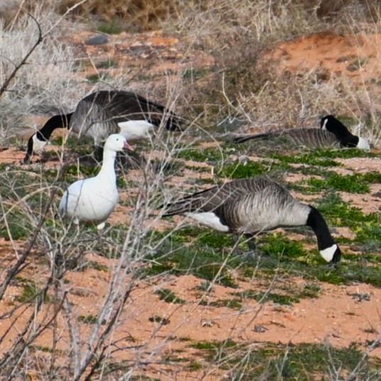 ハクガン - ML647006132