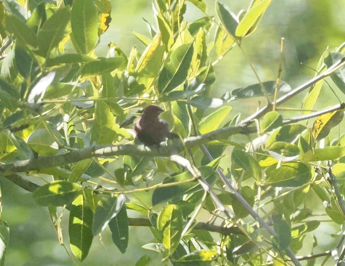 クロハラコウギョクチョウ - ML647006137