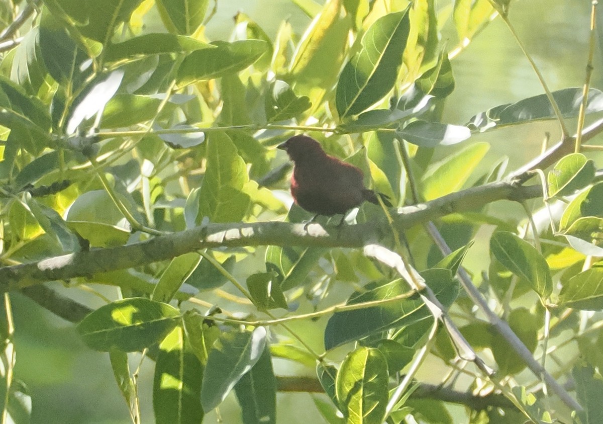 クロハラコウギョクチョウ - ML647006138