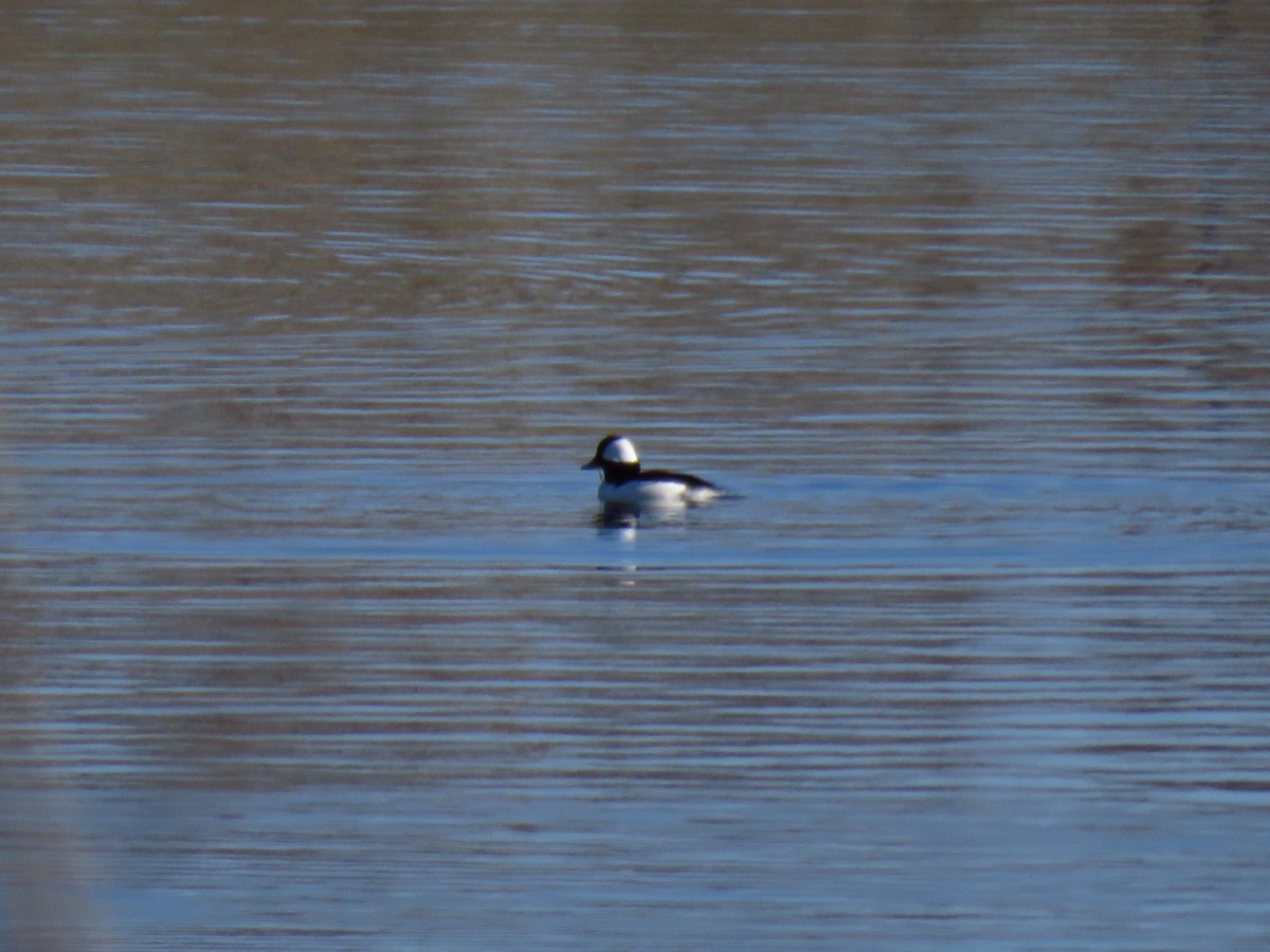 Гоголь малий - ML647006139