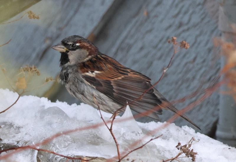 イエスズメ - ML647006141