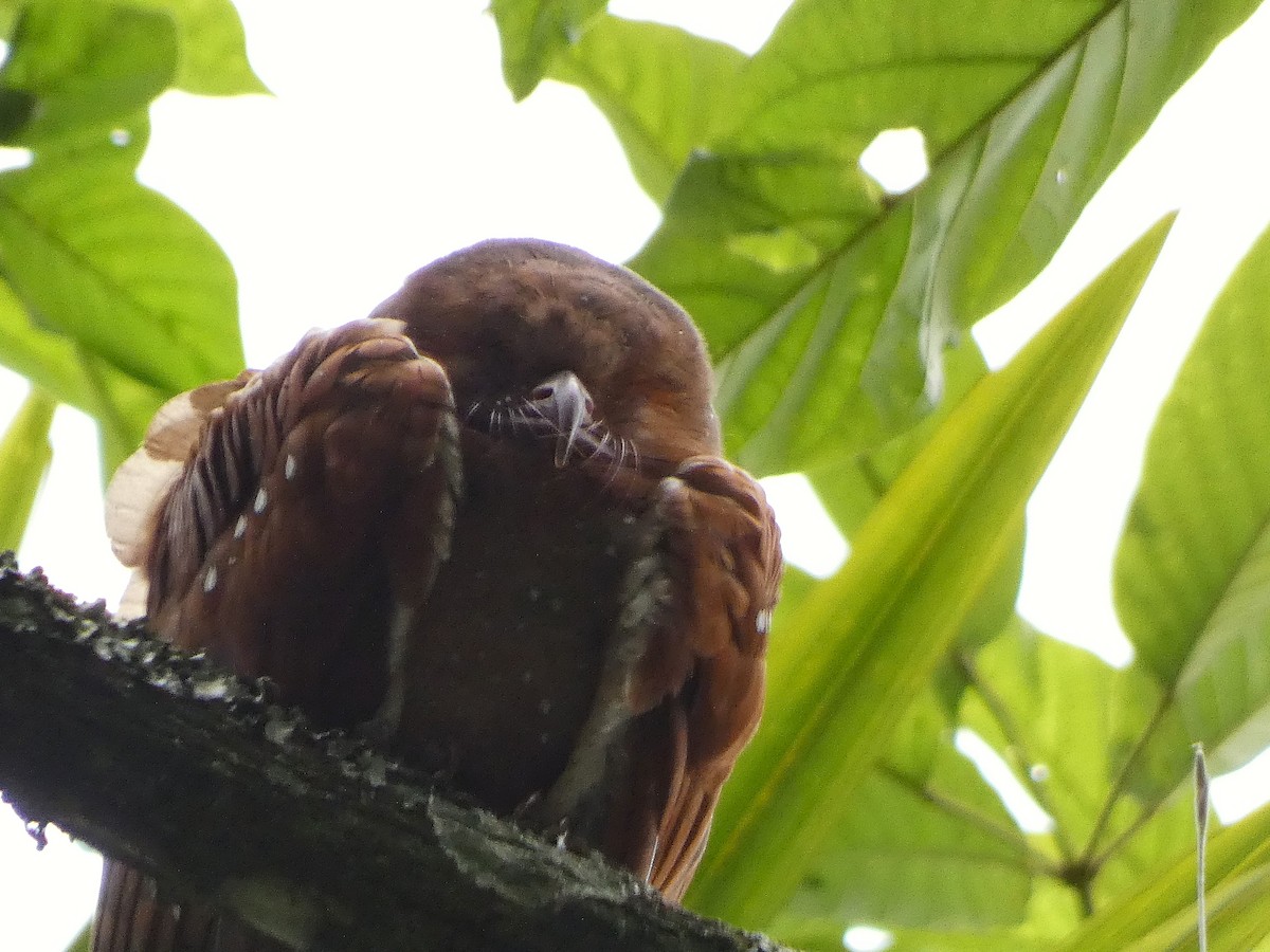 アブラヨタカ - ML647006145