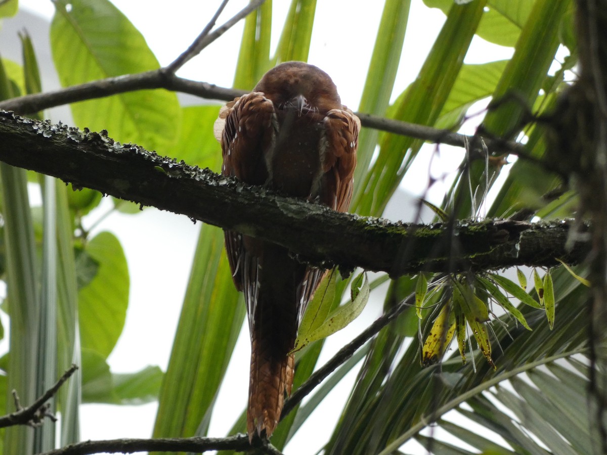 アブラヨタカ - ML647006146