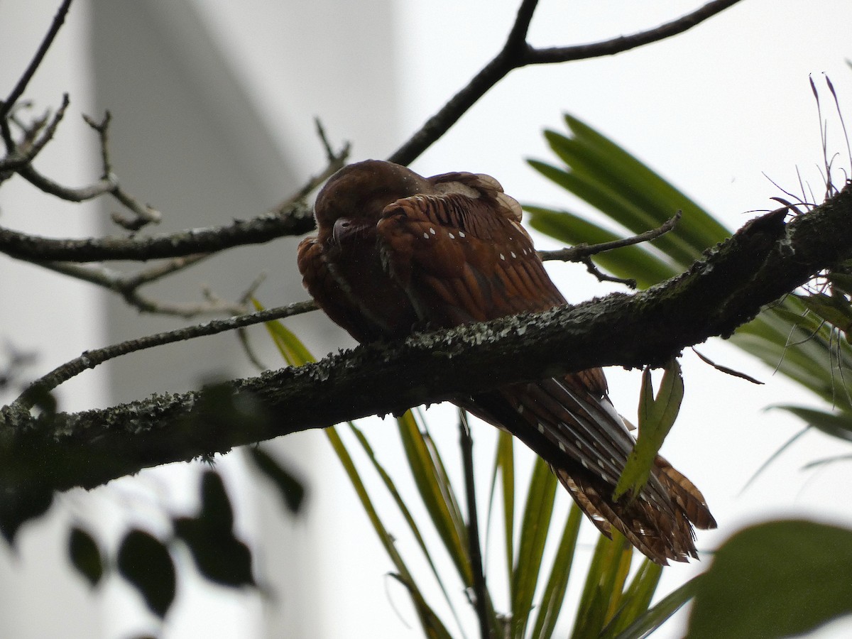 アブラヨタカ - ML647006147