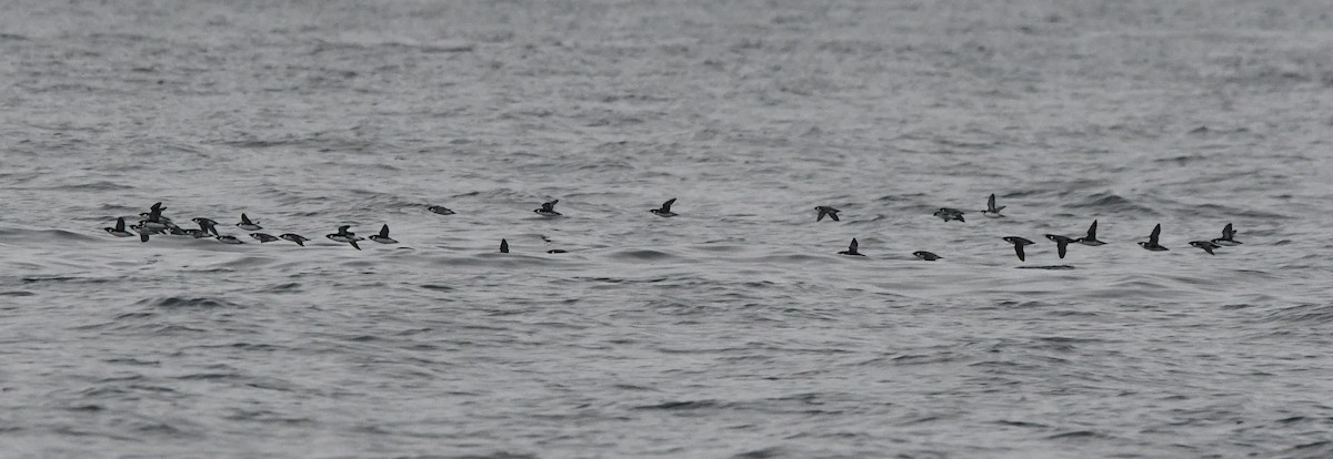 ウミスズメ - ML647006148