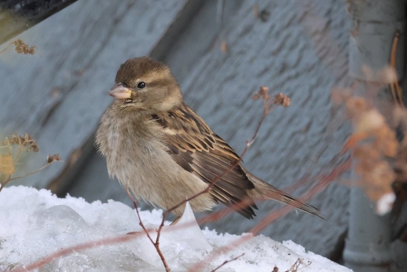 イエスズメ - ML647006149