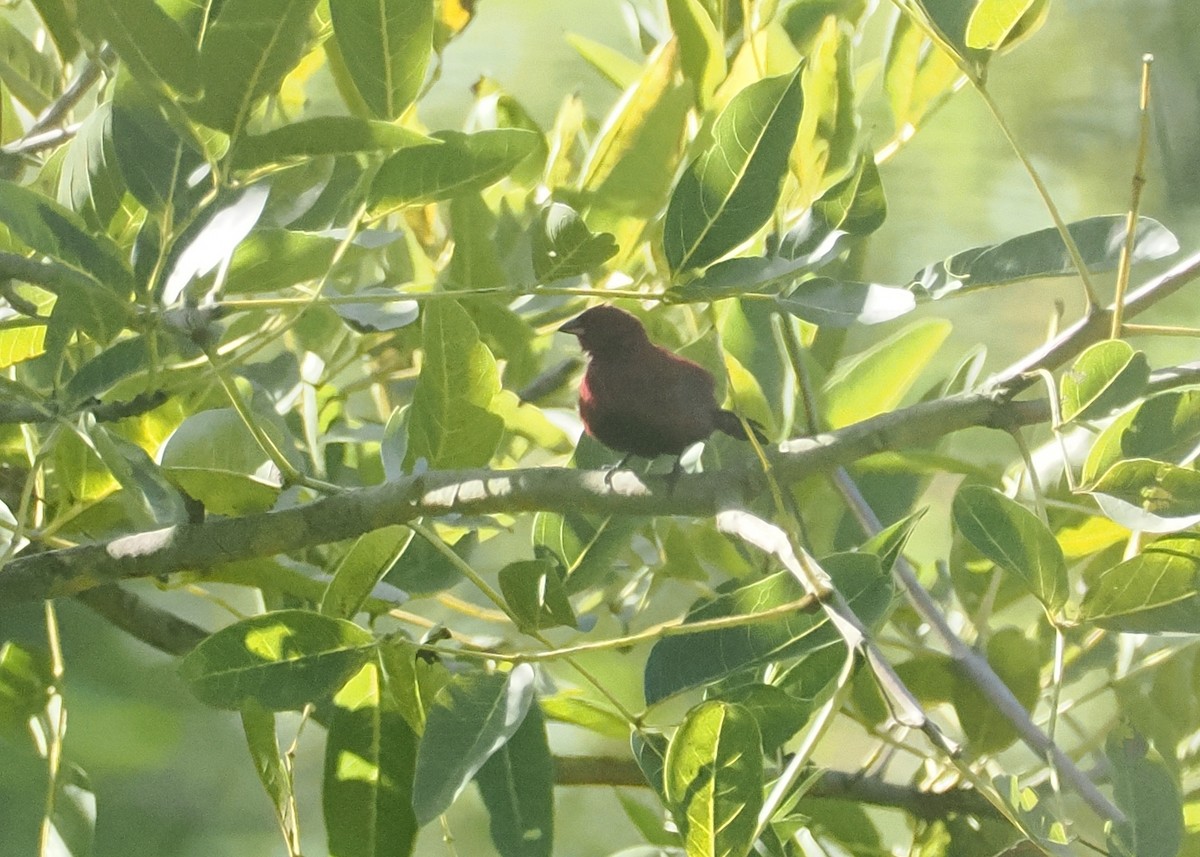 クロハラコウギョクチョウ - ML647006150