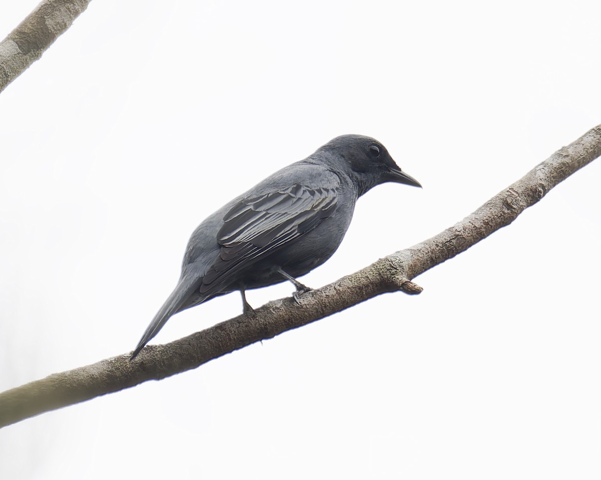 Sahul Cicadabird - ML647006177