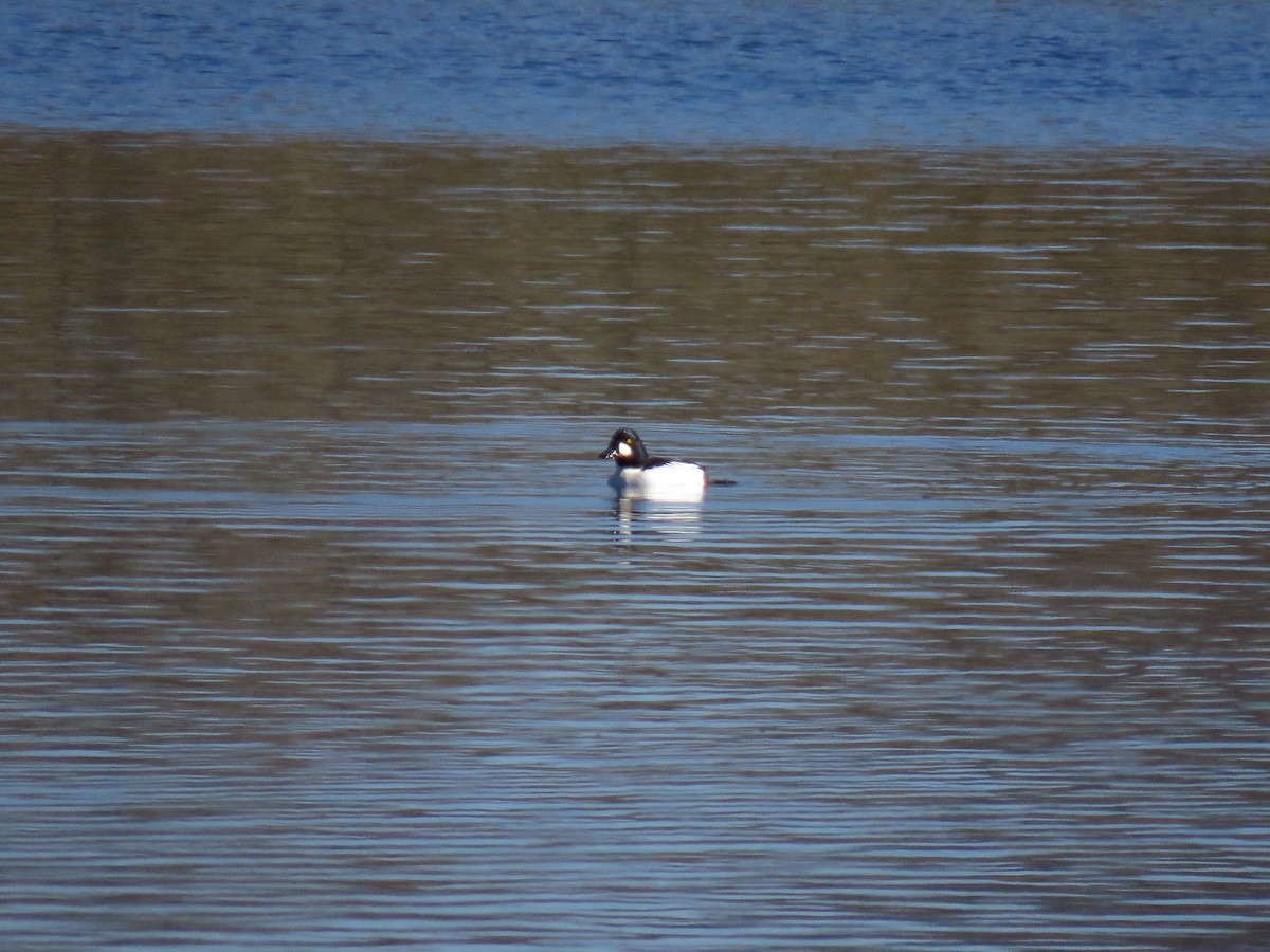 Гоголь зеленоголовий - ML647006178