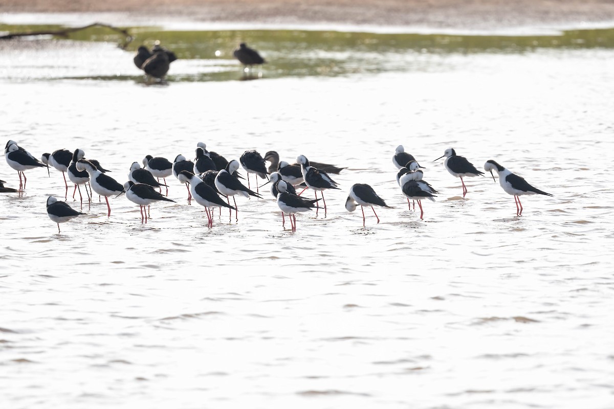 Pied Stilt - ML647006180