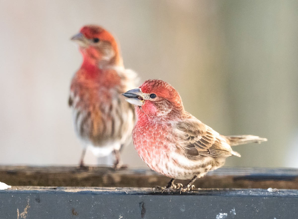 hýl rudoprsý - ML647006181