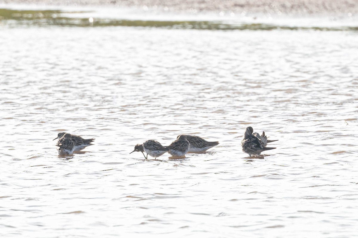 Sharp-tailed Sandpiper - ML647006185