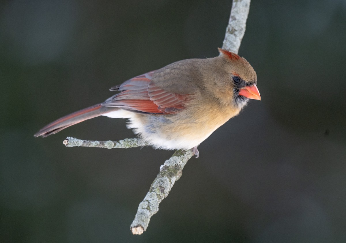 Cardinal rouge - ML647006188