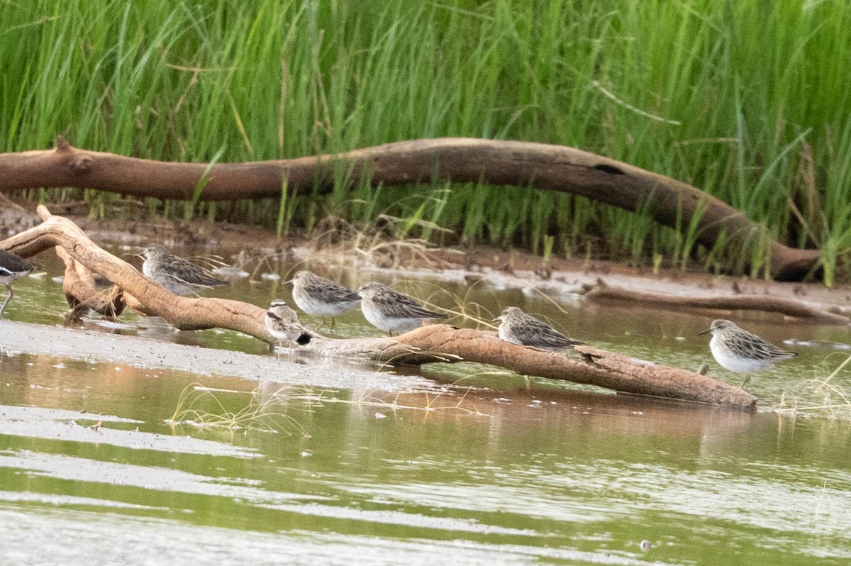 Sharp-tailed Sandpiper - ML647006193