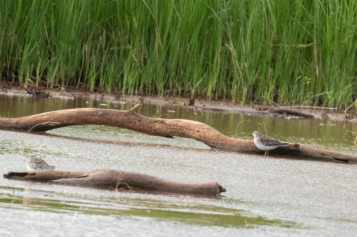 Sharp-tailed Sandpiper - ML647006194