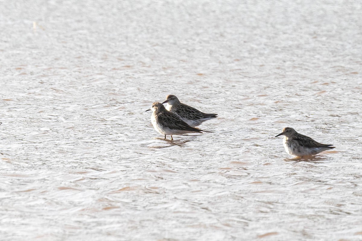 Sharp-tailed Sandpiper - ML647006195
