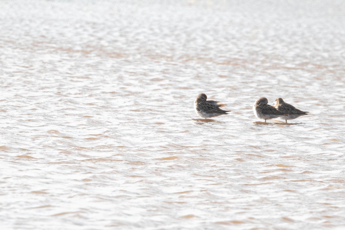 Sharp-tailed Sandpiper - ML647006196