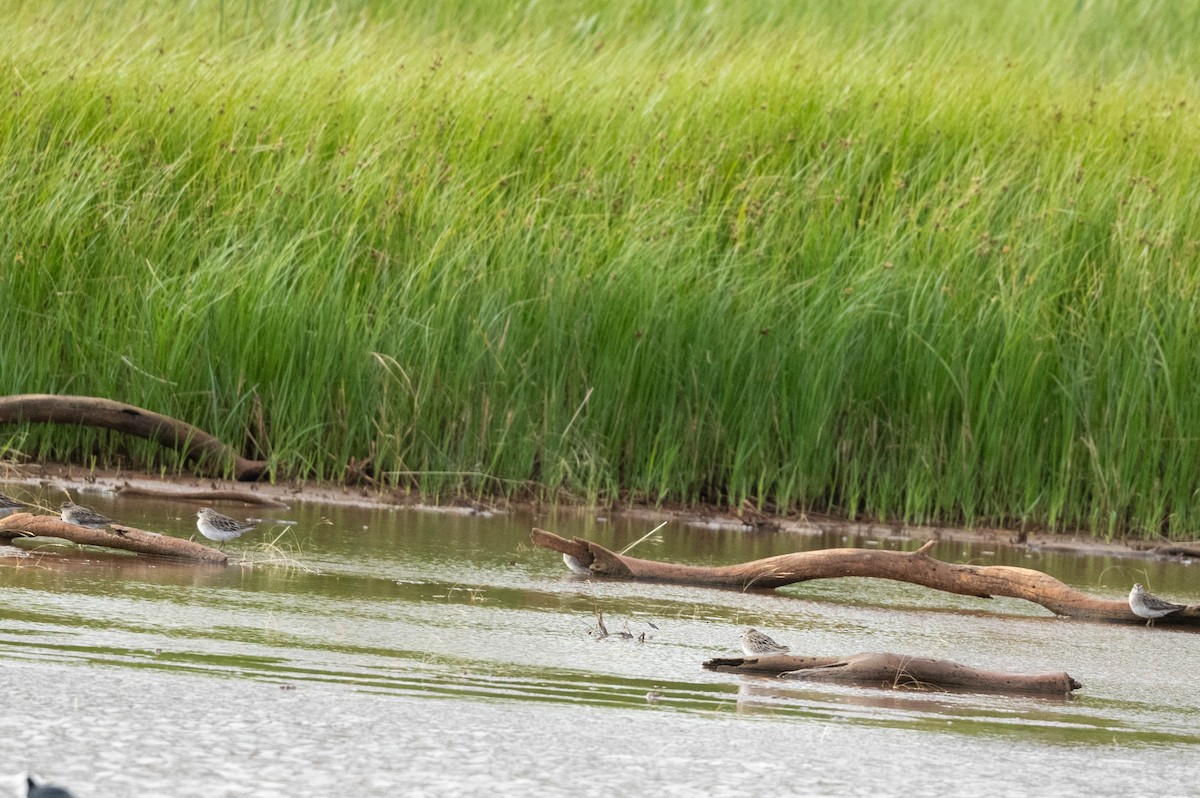 Sharp-tailed Sandpiper - ML647006197