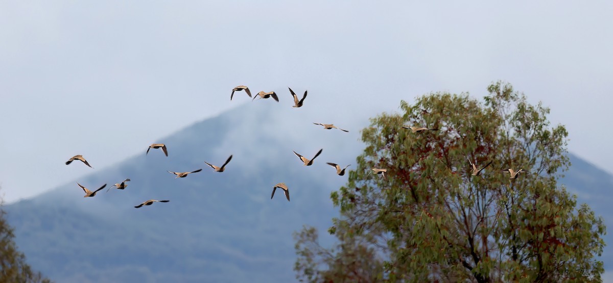 stepokur hnědobřichý - ML647006203