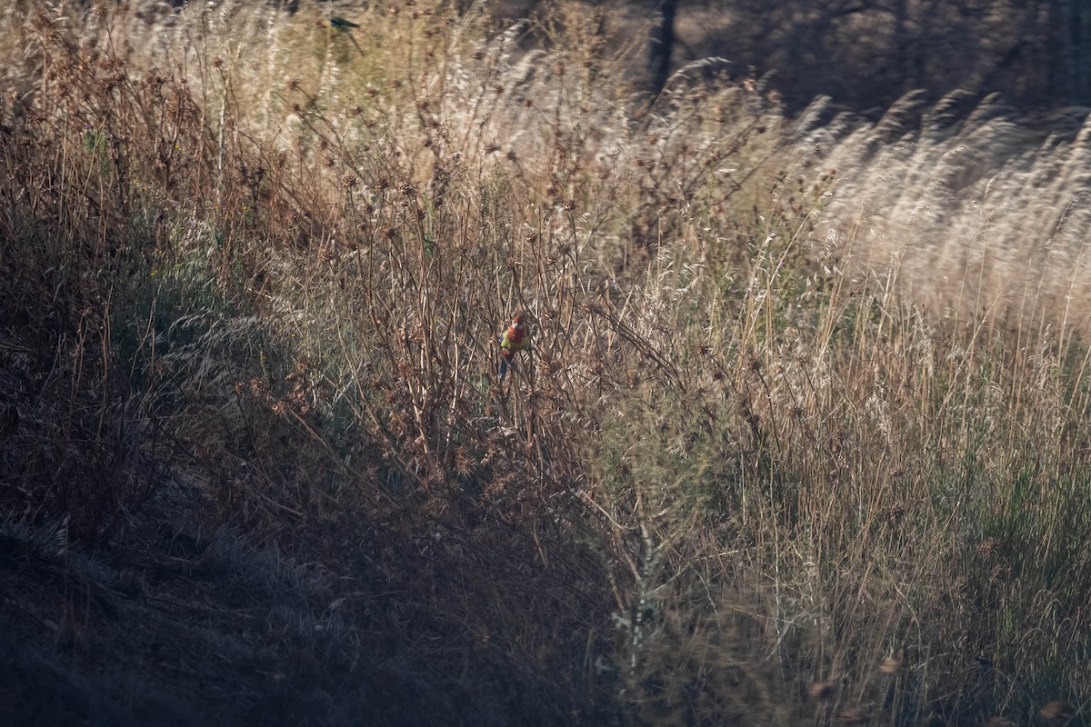 Eastern Rosella - ML647006204