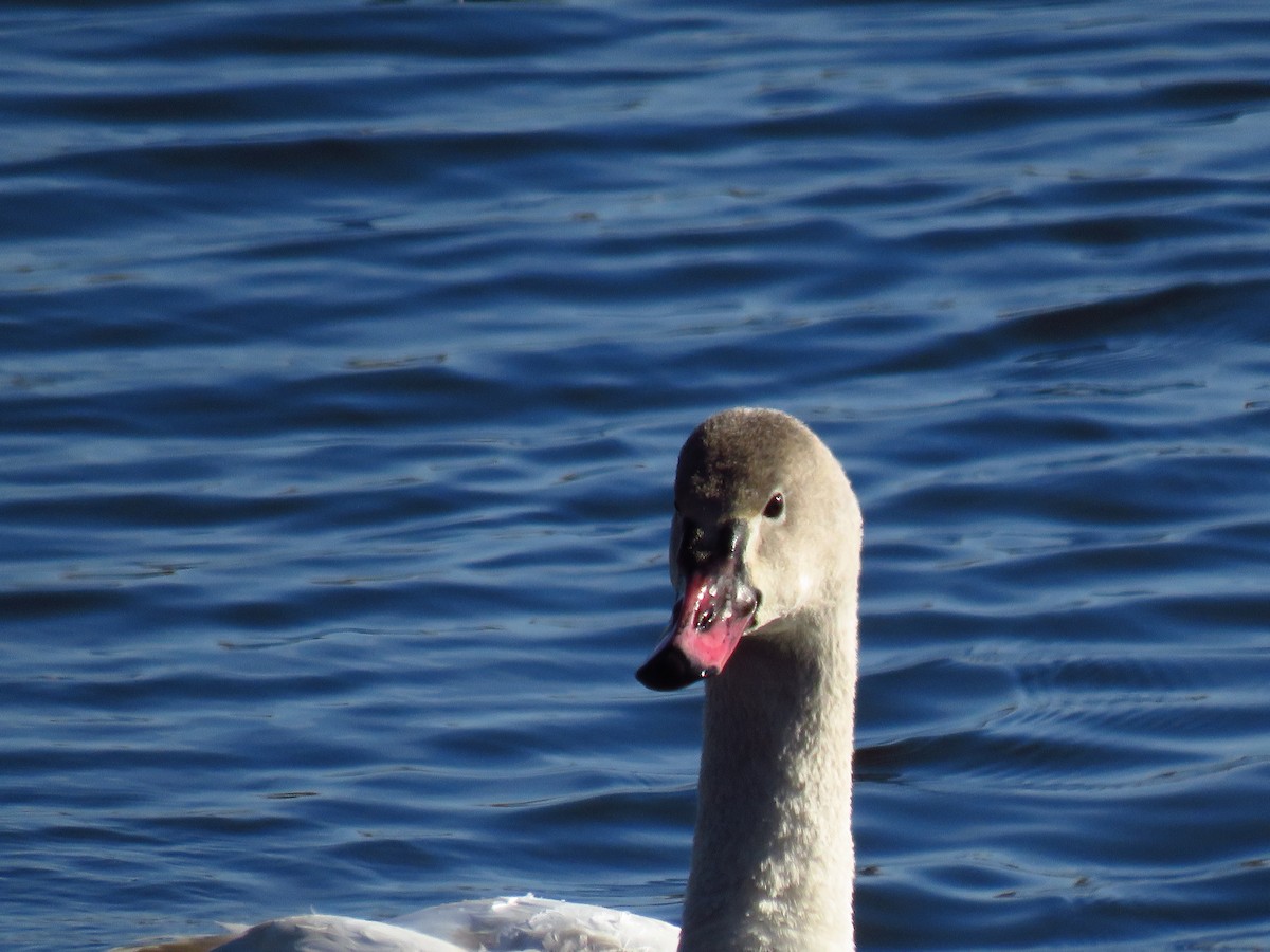 Лебідь чорнодзьобий - ML647006207