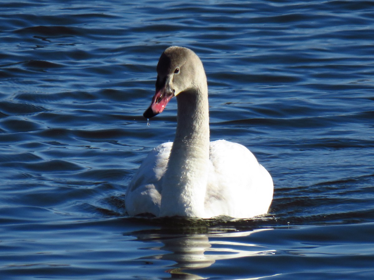 Лебідь чорнодзьобий - ML647006208