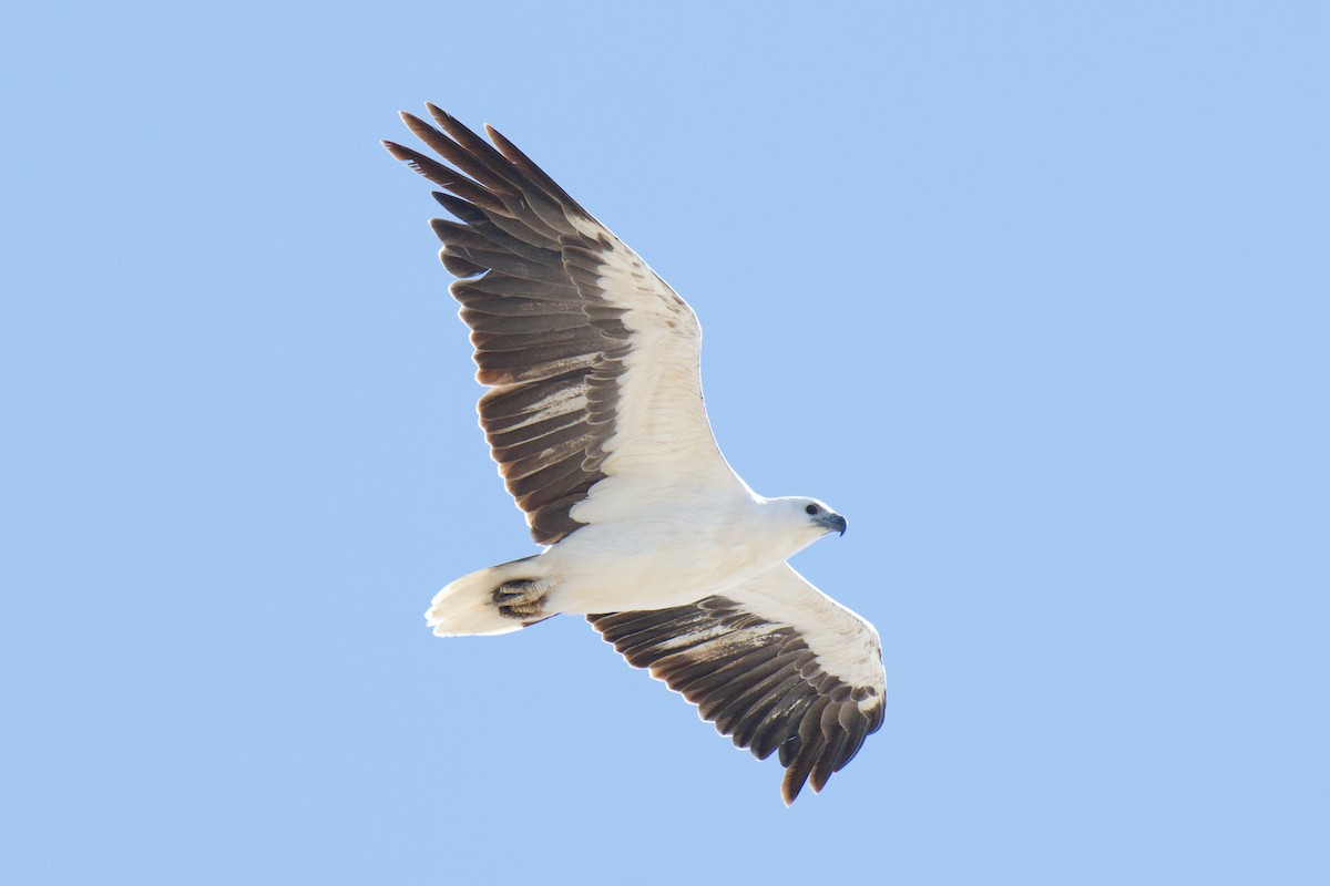 hvitbukhavørn - ML647006213