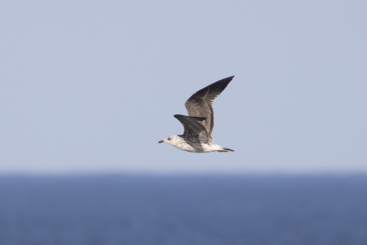 Lesser Black-backed Gull - ML647006222