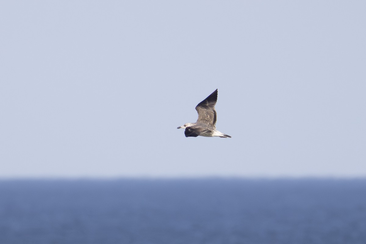 Lesser Black-backed Gull - ML647006223