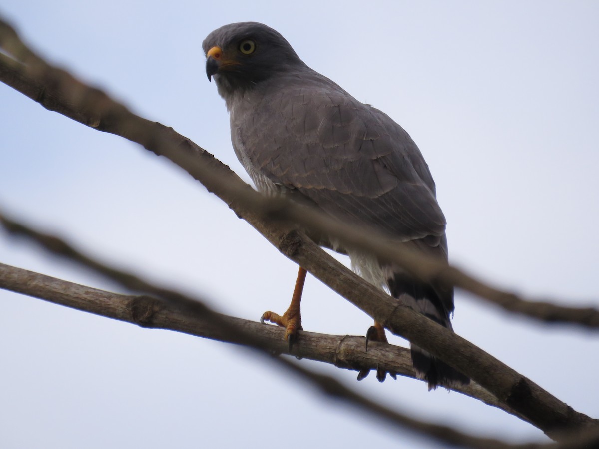 káně krahujová - ML647006227