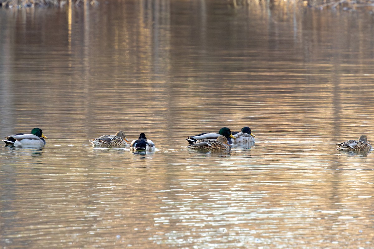 綠頭鴨 - ML647006230