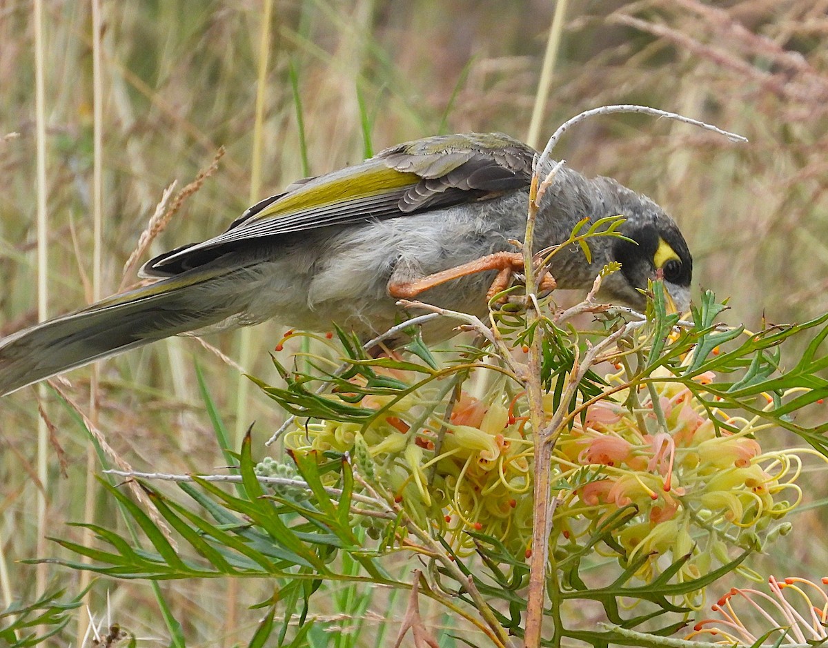 Noisy Miner - ML647006232