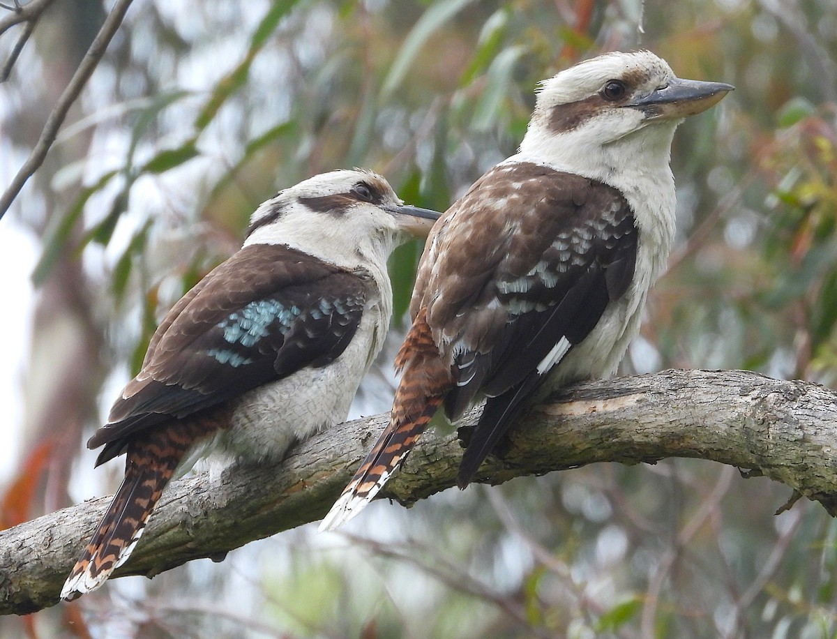 Laughing Kookaburra - ML647006239