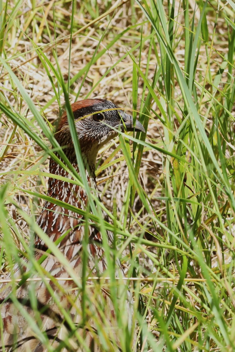 Francolin d'Erckel - ML647006241