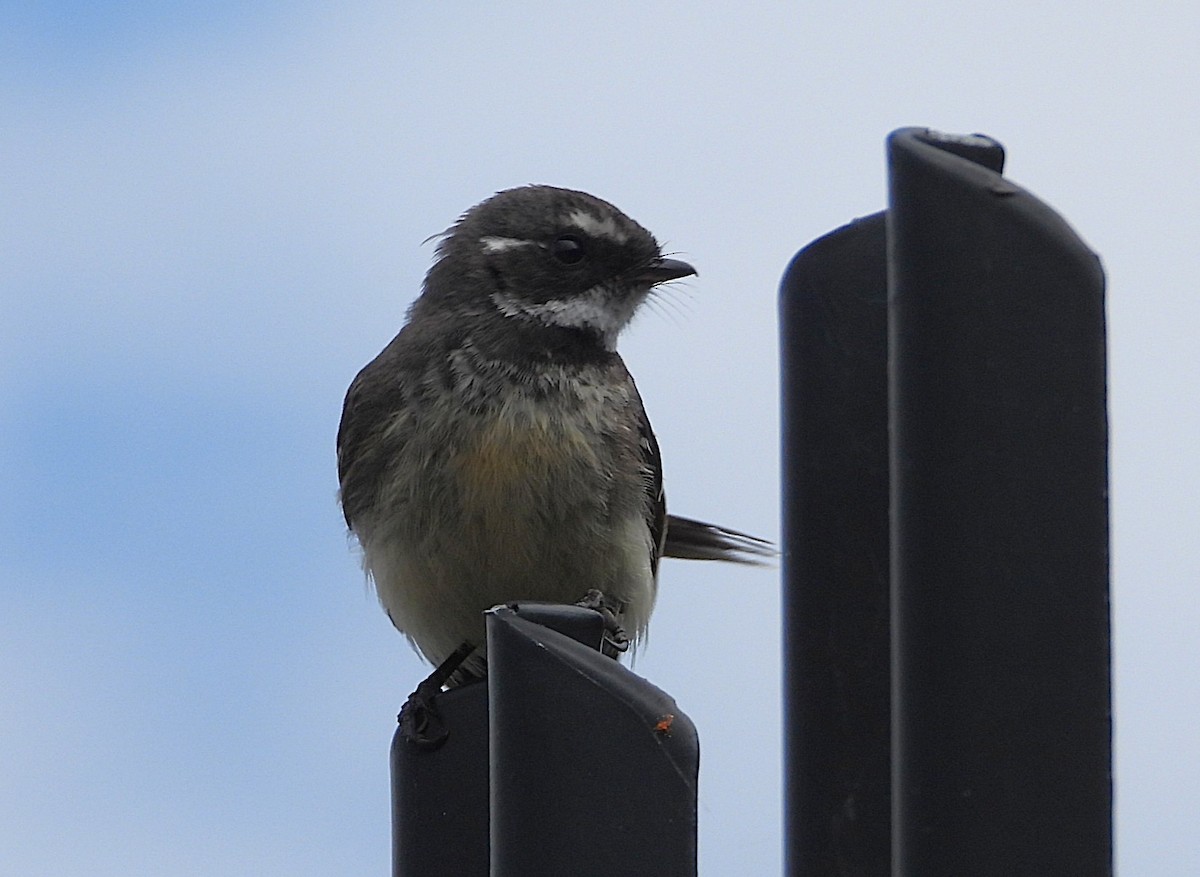 Gray Fantail - ML647006242