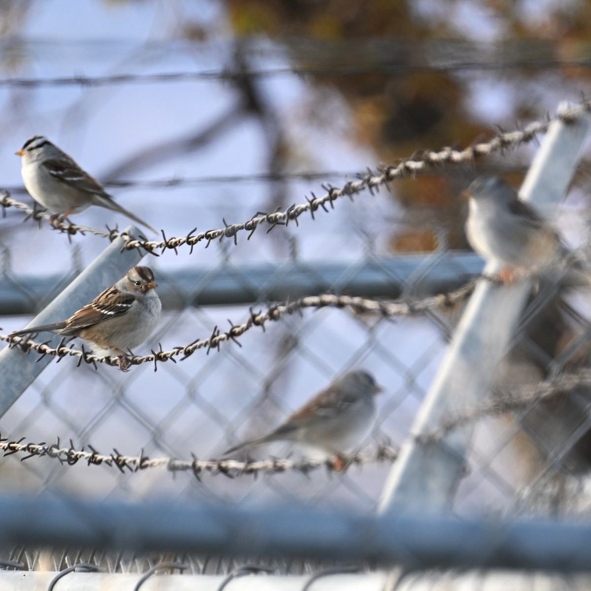 Dachsammer - ML647006256