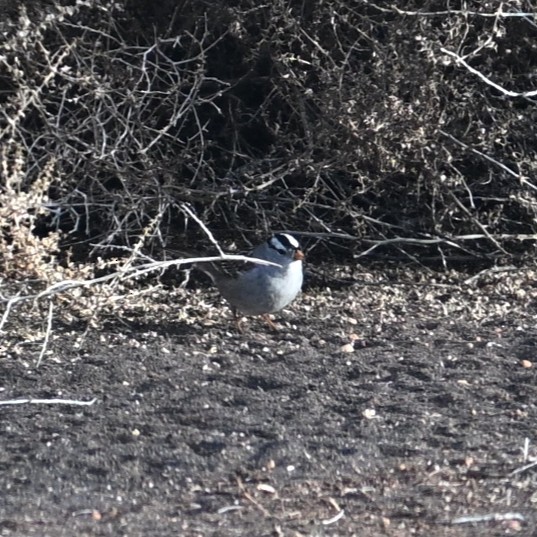 Dachsammer - ML647006257