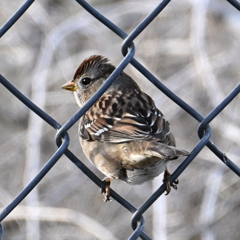 Dachsammer - ML647006258