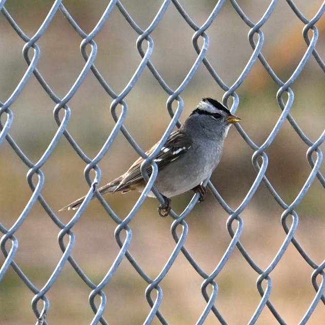 Dachsammer - ML647006259