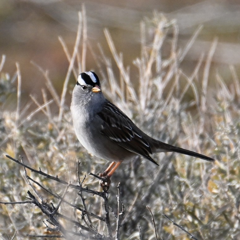 Dachsammer - ML647006260