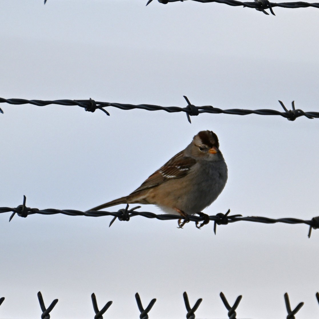 Dachsammer - ML647006261