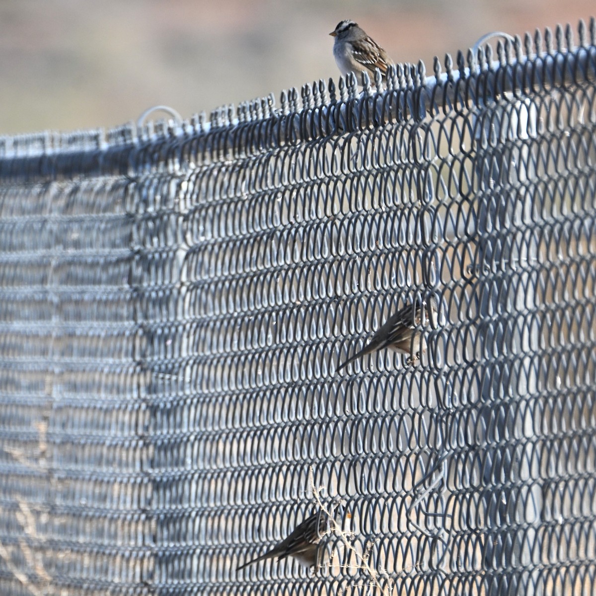 Dachsammer - ML647006262